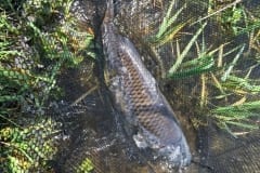 Fish in the net @ Borwick Fishing