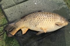 Common Carp Borwick