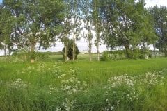 Whippet Racing Leisure Lakes !