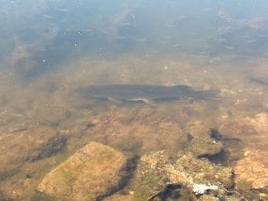 Pike - the other fish seem to be risking it
