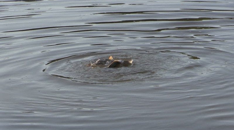 Surface Carp