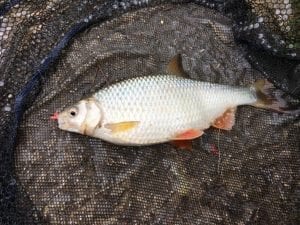Big Roach