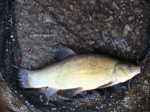Tench at Whitmore Fisheries
