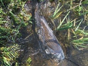 Borwick Fishing - First Fish in Net