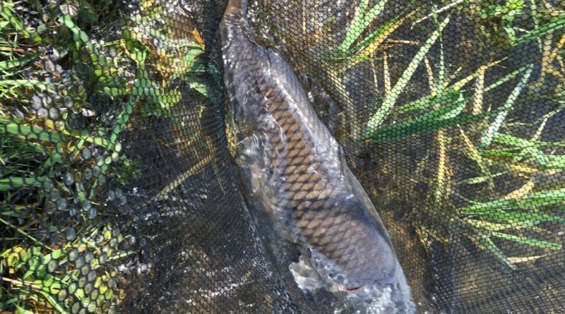 Borwick Fishing - First Fish in Net